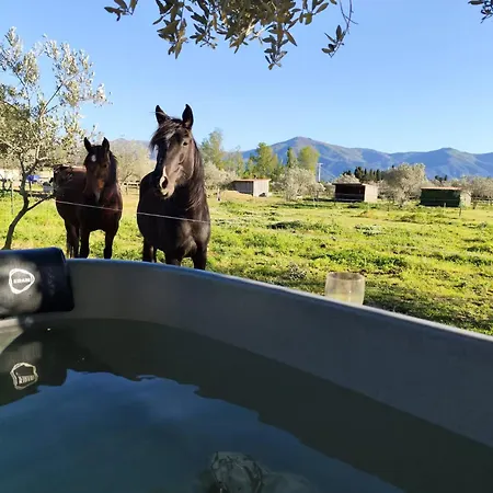 Campingplatz Caravane Olivia Au Milieu Des Chevaux Avec Bain Nordique Palau-del-Vidre