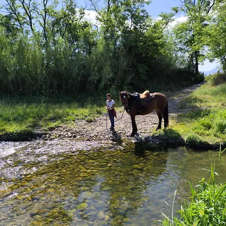 Caravane Olivia Au Milieu Des Chevaux Avec Bain Nordique Campingplatz